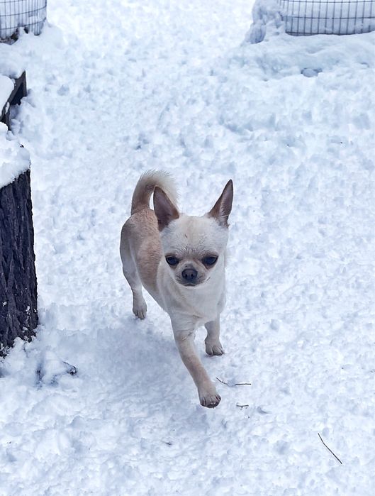 Очень красивый кремовый гладкошерстный мальчик чихуахуа