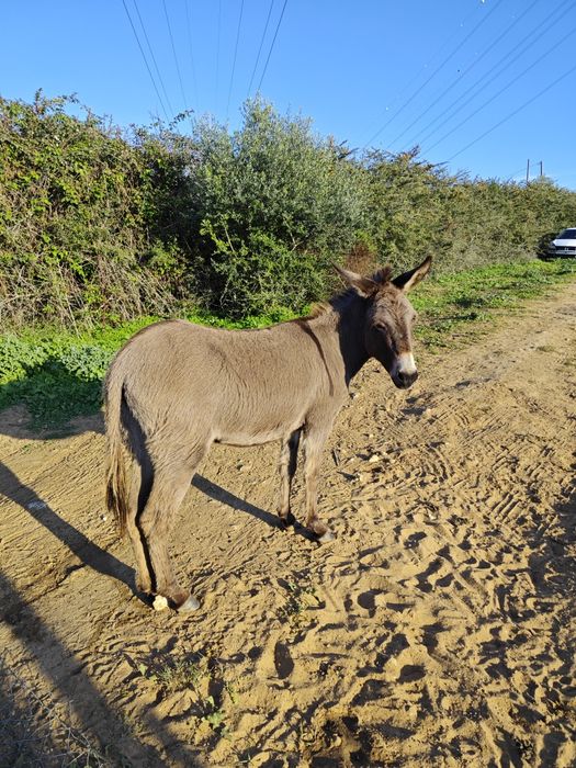 Vendo burrinha 3anos