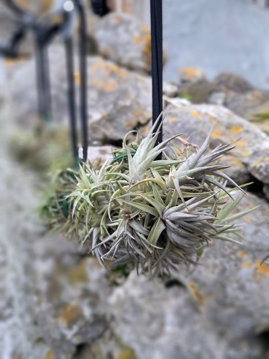 Tillandsias plantas aéreas 
Não precisam de terra, só d