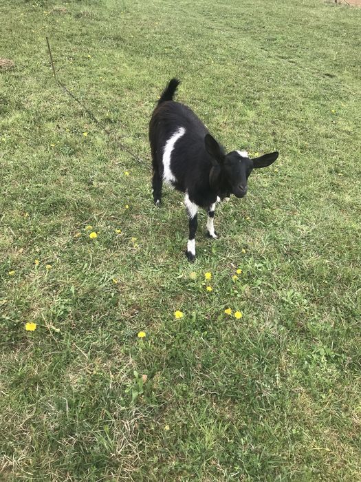 Продам козу первістку