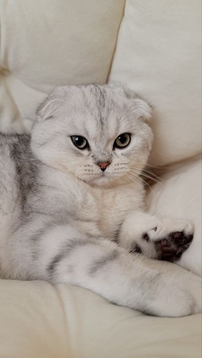 Вихловухе шотландське кошеня, хлопчик, scottish fold, мармуровий