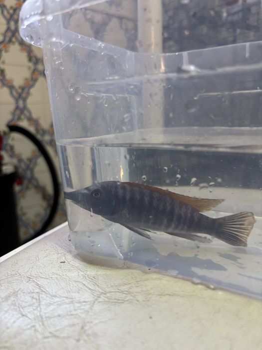 Labeotropheus Thumbi West MACHO