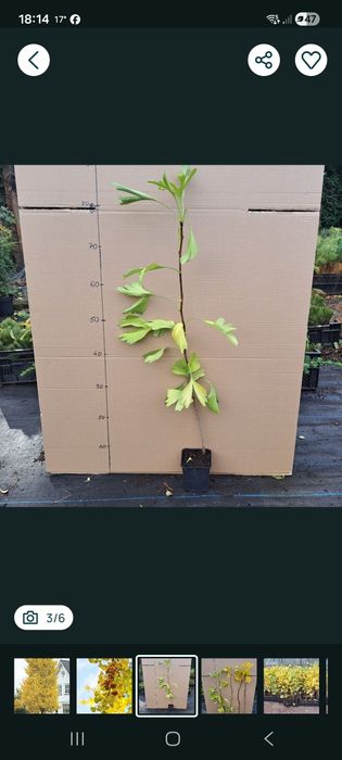 Miłorząb japoński(ginkgo biloba)60-80cm