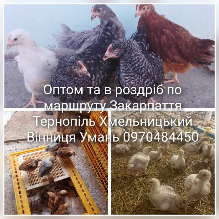 Кури з доставкою