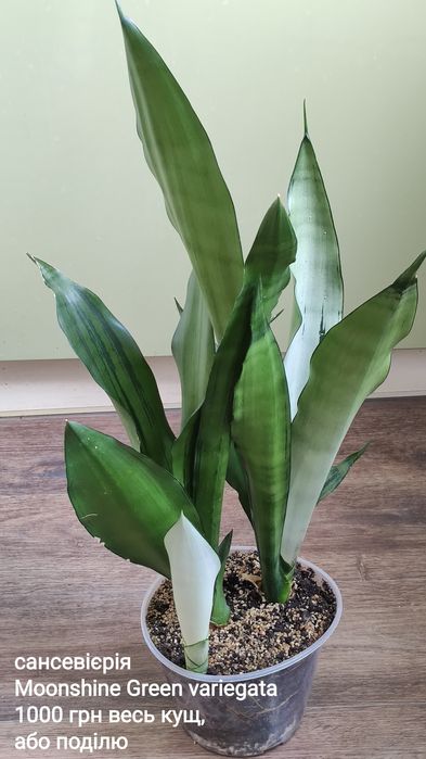 сансевиерия Aethiopica blue