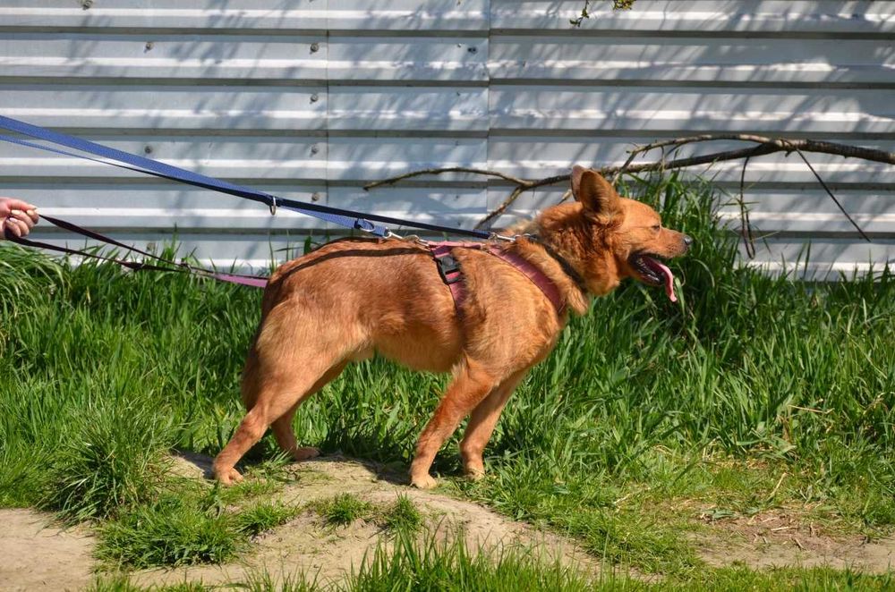 Rafi - kto go przytuli do serca ? ADOPCJA