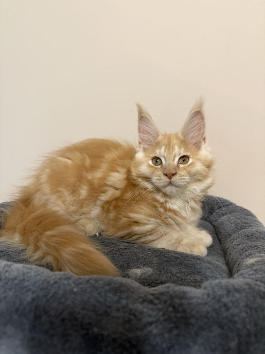 Gatinha Maine Coon