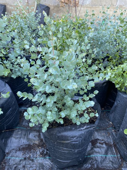 Eucalyptus Gunni (Gum) - Евкаліпт Гунні Гунни Ганна деревья