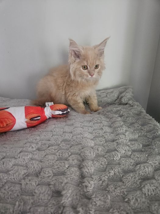 Maine Coon kremowy kocur