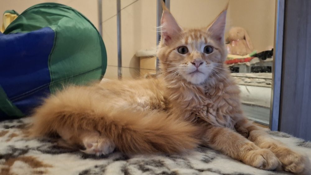 Ruda koteczka Inez z rodowodem