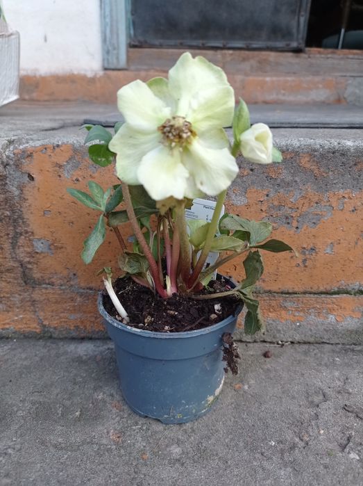 Цветущий морозник.