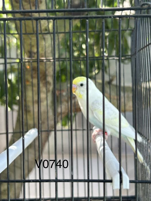 Vendo periquitos