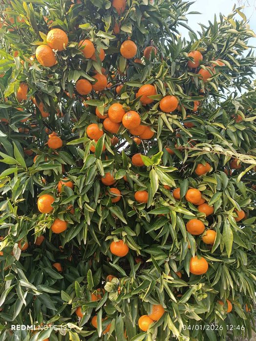 Limões e Tangerinas boa qualidade
