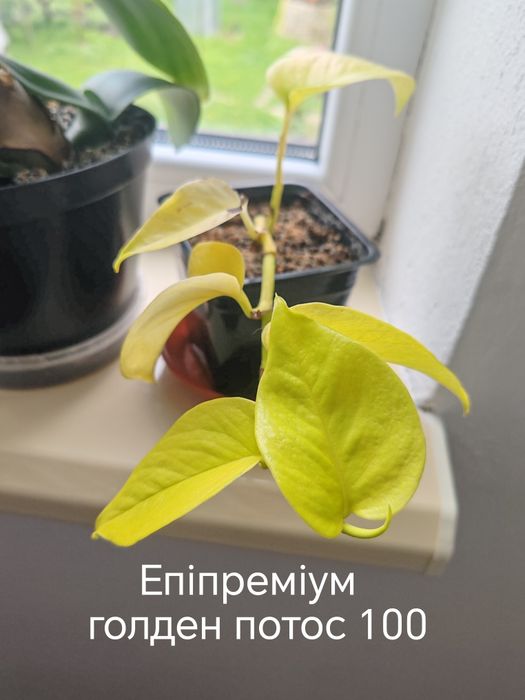 Епіпреміум .          .