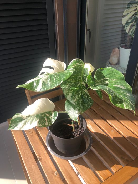 Monstera Variegata - Médio porte - Linda variegação