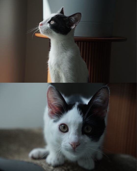 Котика в хороші руки