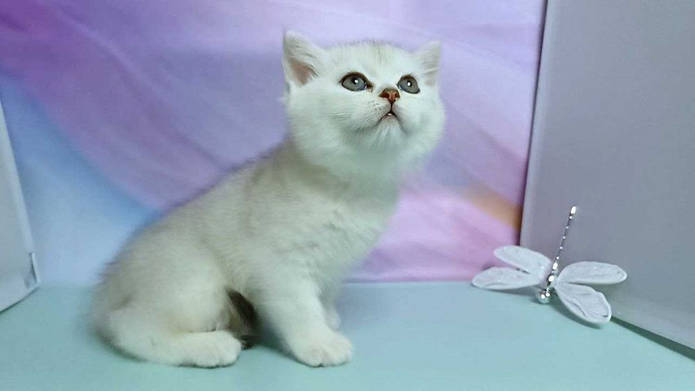 Шиншилки. Чистокровні елітні кошенята, Scottish Straight