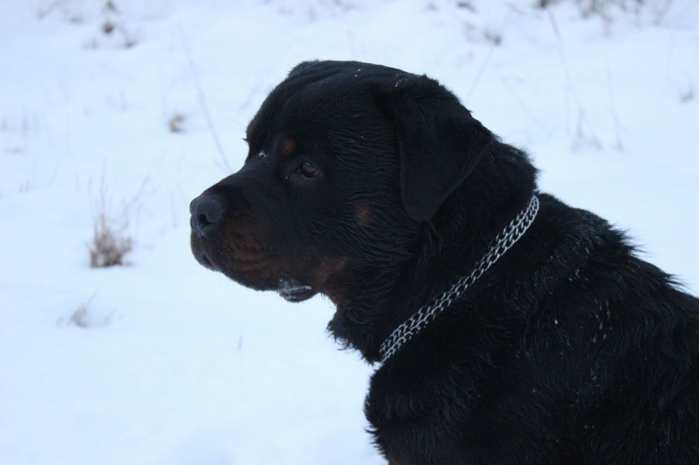 В'язка ротвейлера хлопчик