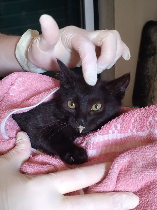 Gatinhos e gatinhas  2meses pretos meigos