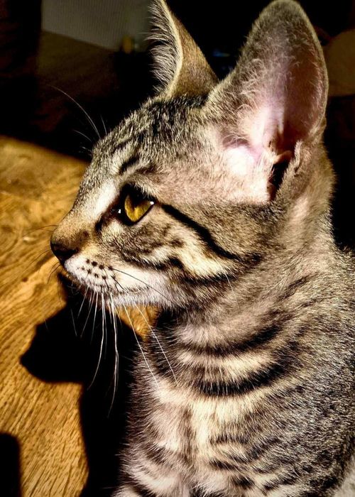 Котик підліток в хороші руки