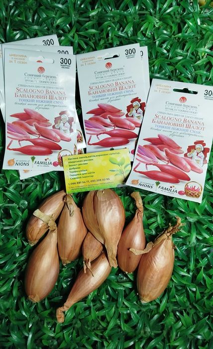 Радар Стурон Геркулес Штуттгартен  Посадков цибуля сівок Озима насіння