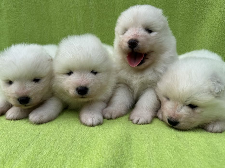 Samoyed Piesek FCI / ZKwP
