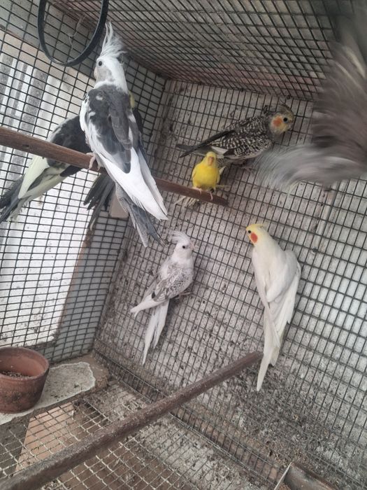 Caturras Portimão