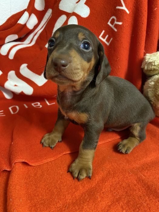 Teckel kaninchen chocolate and tan