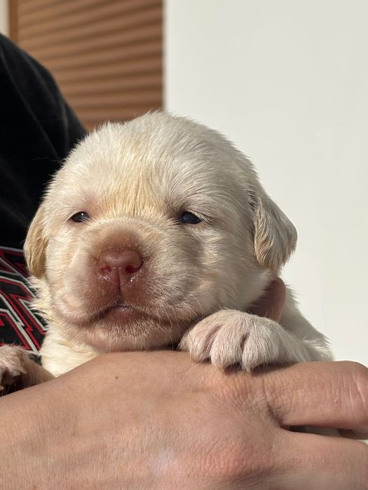 Samiec labrador z metryką ZKwP / FCI
