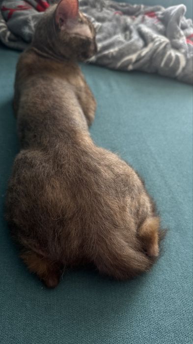 Девонрекс дівчинка шукає хлопця для вязки