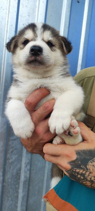 Хлопчик!  Дівчина! Продажа
