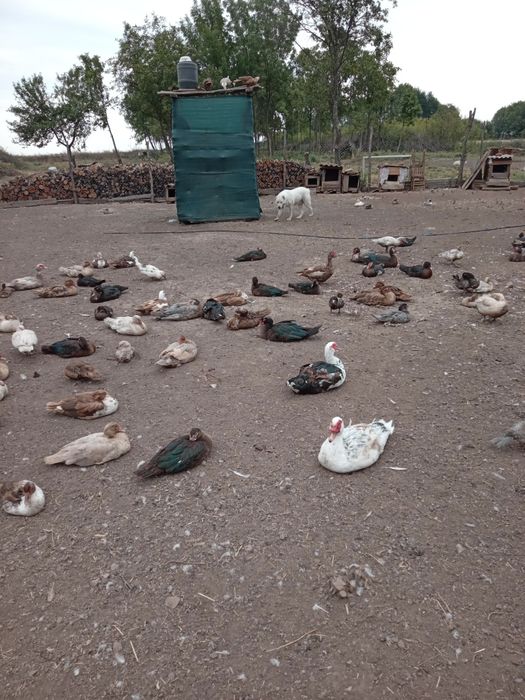 Продам уток разных возрастов