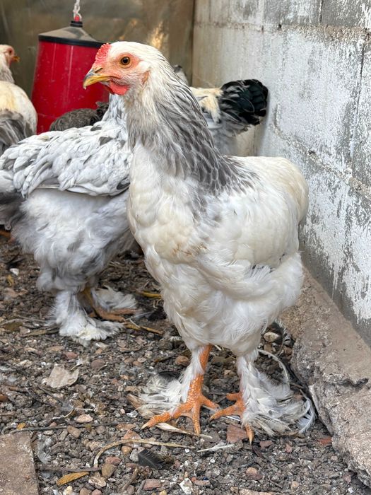 Galos Brahma Light