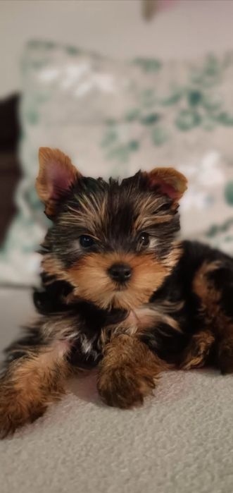 Sprzedam suczke yorkshire terrier