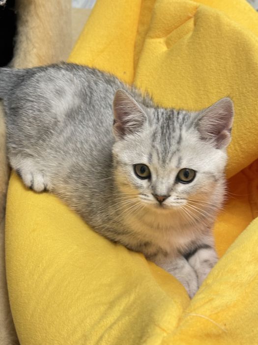Без кота і життя не те! Мілота!!!