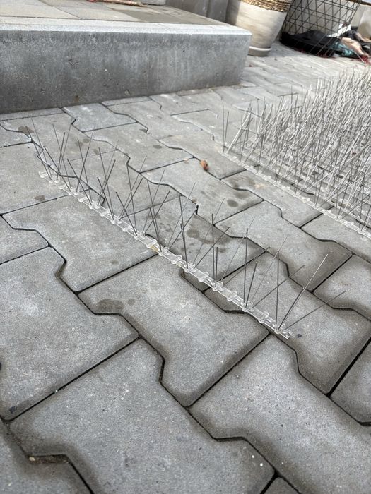 Antyptaki  50cm 75szt kolce na ptaki