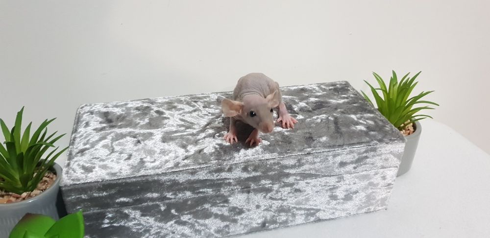 Szczur szczury szczurki przyjazne maluchy =)