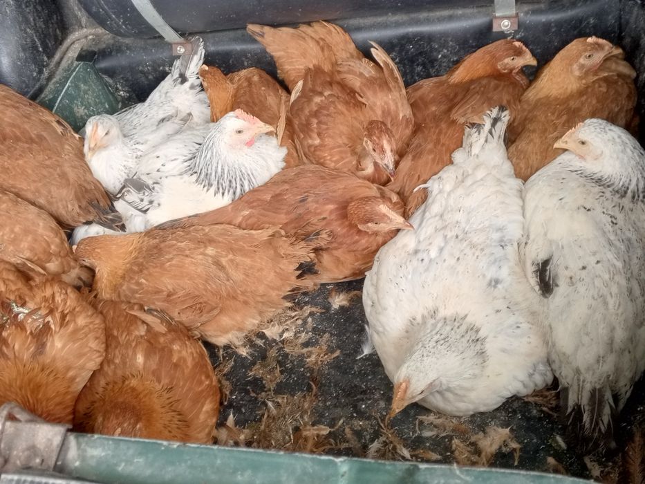 Куры несушки домашние