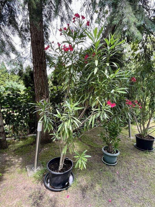Oleandry 2 - 2,8 m