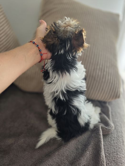 Biewer  yorkshire terrier chłopczyk