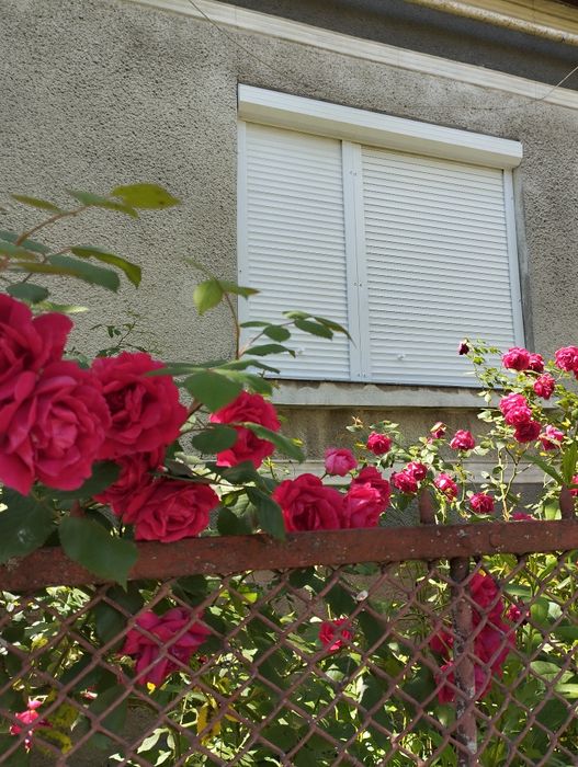 Продам. Будинок в центрі Олешника