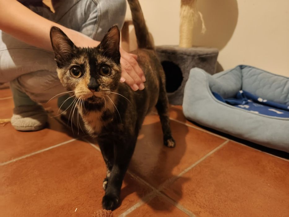 Várias Gatinhas e Gatinhos bebés
