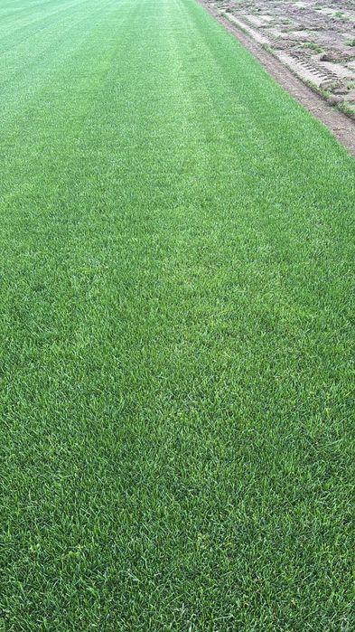 Trawa z rolki trawnik w rolce trawnik ogrody transport montaż