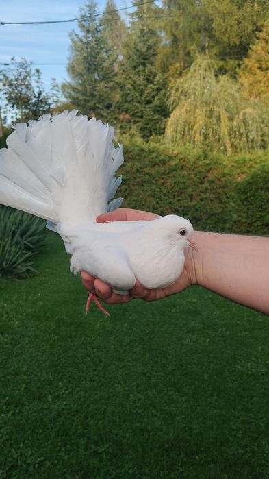 Gołębie pawiki białe