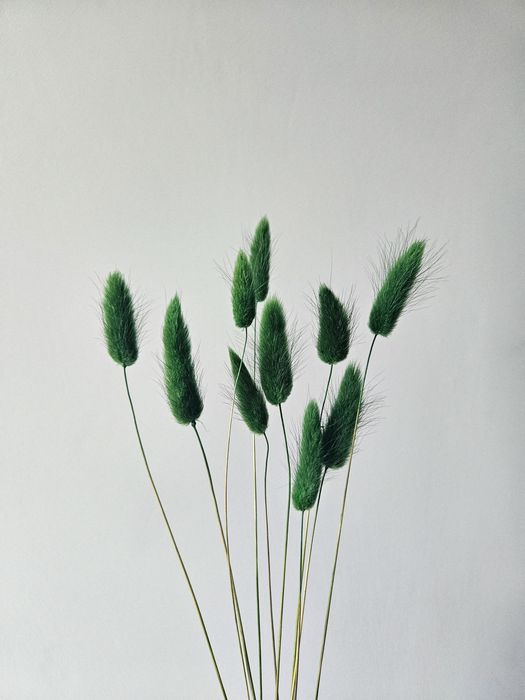 Лагурус, зайцехвіст, фалярис