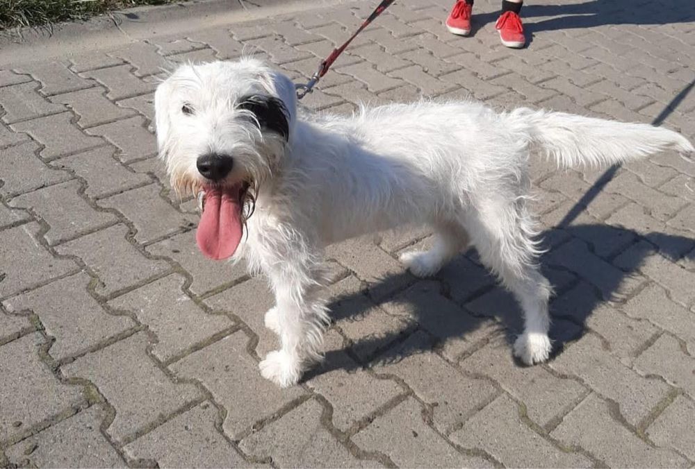 Nuki - terier w poszukiwaniu domu