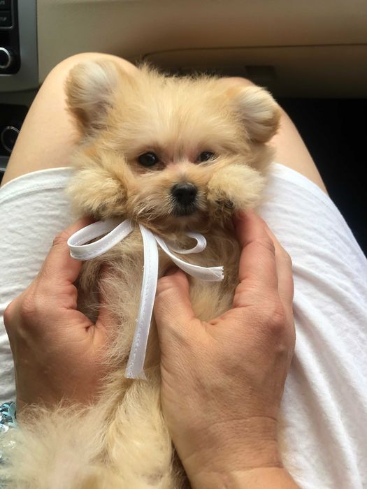 Помапу — Маленькі моделі для обіймів