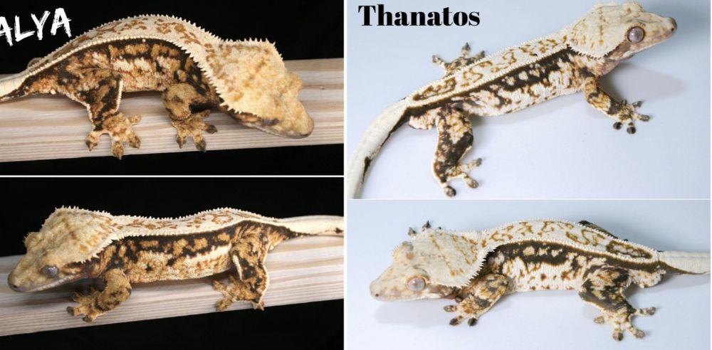 Gekon Orzęsiony Orzęsione