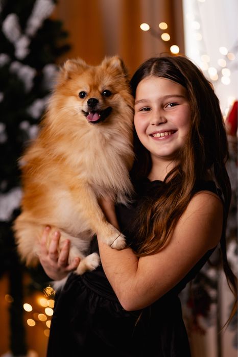 Вязка , чистокровний шпіц шукає дівчину