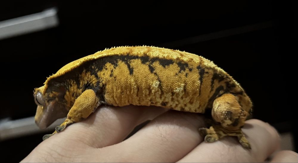 Gekon orzesiony Samiczka